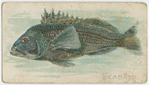 Seabass.