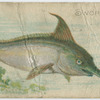 Swordfish.