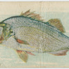 Perch.