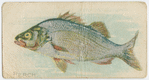 Perch.