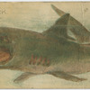 Shark.