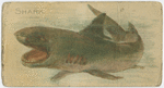 Shark.