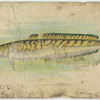 Burbot.