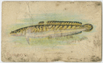 Burbot.