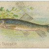 Brook sucker.