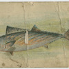 Bonito.