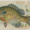 Blue gill sun fish.