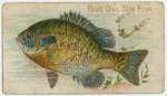 Blue gill sun fish.