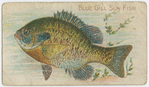 Blue gill sun fish.