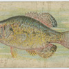 Crappie.
