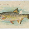 Golden shiner or breem.