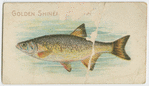 Golden shiner or breem.