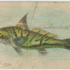 King fish.