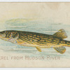 Pickerel.