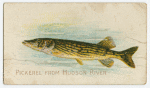 Pickerel.