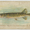Pickerel from Massachusetts pond.