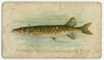 Pickerel from Massachusetts pond.