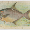 Pompano.