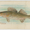 Pike perch.