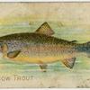 Rainbow trout.