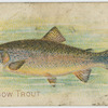 Rainbow trout.