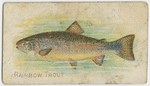 Rainbow trout.