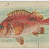 Rose fish.