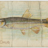 River chub.