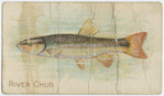 River chub.