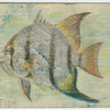 Spade fish.