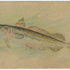 Whiting.