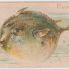 Blowfish.