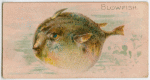 Blowfish.