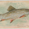 Brook trout.