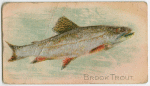 Brook trout.