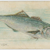 Bluefish.