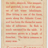Bluefish.