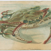 Crab.
