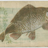 Carp.