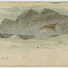 Codfish.