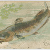 Catfish.
