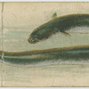 Eel.