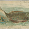 Flounder.