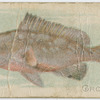 Grouper.