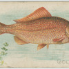 Goldfish.