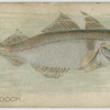 Haddock.
