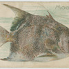 Moonfish.