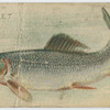 Mullet.