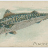 Mackerel.