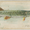 Pickerel.